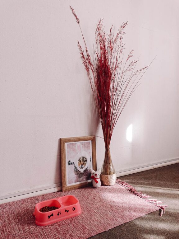 Creating a Cozy Pet-Friendly Home Corner Everyone Will Love
